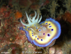 Chromodoris kuniei by Alex Varani 